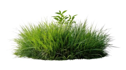 Lush Green Grass: A vibrant clump of long, flowing green grass, showcasing intricate details and textures.