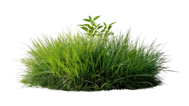 Lush Green Grass: A vibrant clump of long, flowing green grass, showcasing intricate details and textures.