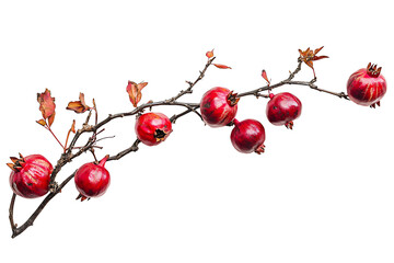 A branch with seven pomegranates and some leaves against a black background in a studio shot