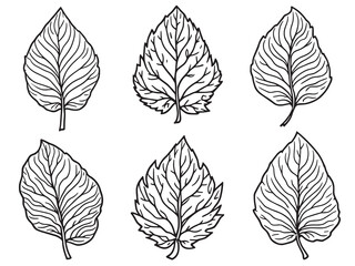 Obraz premium Balloon Vine Leaf line art perfect for modern nature decor