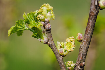 Tiny green currant flowers on a twig.
