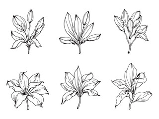 Banana flower line art modern