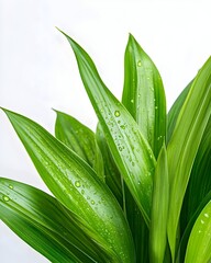 Fototapeta premium Lush green leaves with water droplets, vibrant and fresh against a white background