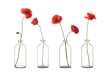 Minimalist glass vases with red poppies
