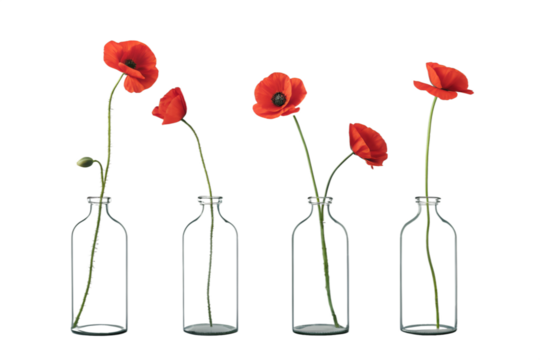 Minimalist glass vases with red poppies