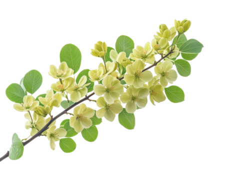Blooming yellow flower branch in nature view botanical beauty isolated on transparent background - Powered by Adobe