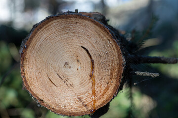 Cross-Section of a Freshly Cut Tree Trunk Showing Growth Rings and Resin Dripping, Capturing Time and Life in the Forest.