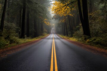 Fototapeta premium Scenic route winding through majestic Redwood trees during a misty autumn morning, creating a captivating atmosphere