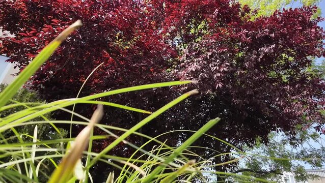 Cherry plum tree Prunus cerasifera Nigra