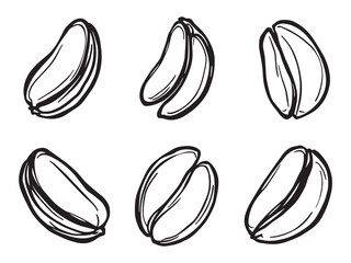 Broad beans botanical line art sketch for organic food design