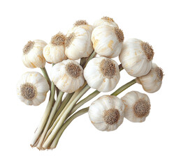 Harvesting fresh garlic bulbs farm field food rural isolated on transparent background