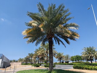 Fototapeta premium Palm Tree, View of Palm tree with Blue SKY background, Date tree or Arabic palm tree with Date on it Palm trees with Dates fruits on its, trees are Loaded with bunches of fruits Healthy food Date Plam