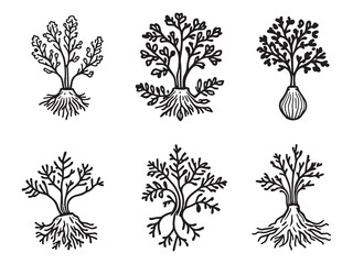 Burdock Root Botanical Line Art Illustration Drawing 