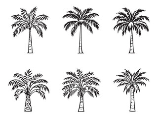 Cabbage palm botanical line art illustration 
