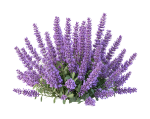 Vibrant blooming lavender flowers nature scene garden serenity isolated on transparent background