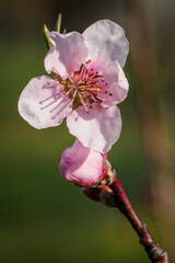 Pink peach blossoms on a twig.

