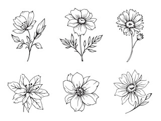 Celandine Flower Delicate Line Art Drawing for Creative Projects
