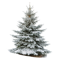 Snowy Fir Tree in Winter isolated on transparent background  
