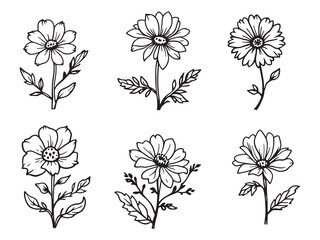 Clarkia Elegant Line Art Floral Design Illustration