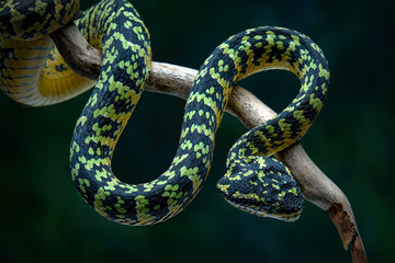 A close-up shot of a Wagler's pit viper