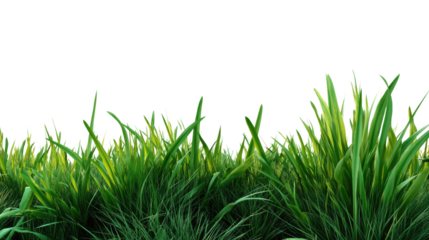 Lush Green Grass: A vibrant expanse of lush, green grass, blades of varying heights and textures, thrives under the bright sunlight. The grass stretches out.