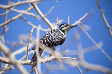 Dryobates scalaris
Ave
