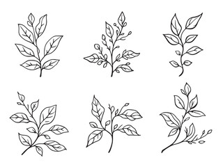 Detailed Carolina Jessamine Leaf Line Art Illustration