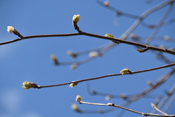 These are the leaf buds of a rowan in nature in bright and sunny spring day.
