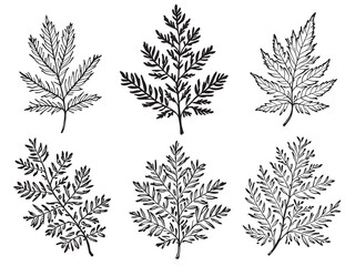 Detailed Cedar Leaf Line Art Design for Natural Illustrations 