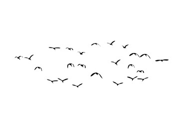 Bird sillhouette Flock black birds. Flocks of flying pigeons isolated on background. Save with clipping path. flying birds formation of pigeons many isolated for backgound PNG