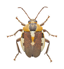 Insect exploration of a unique beetle species isolated on transparent background