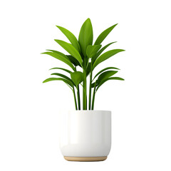 Fototapeta premium Indoor potted plant in ceramic pot with nature inspired decor