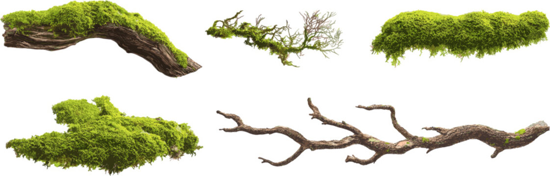 Moss and tree branches set with clipping path