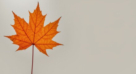 Autumn's fiery embrace, A striking maple leaf against a blank backdrop