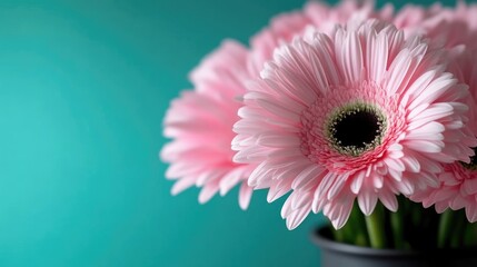 Delicate pink gerbera daisies bouquet against teal backdrop