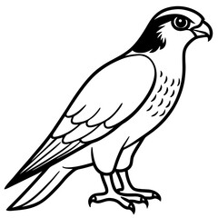 Sleek Falcon Outline Vector Illustration