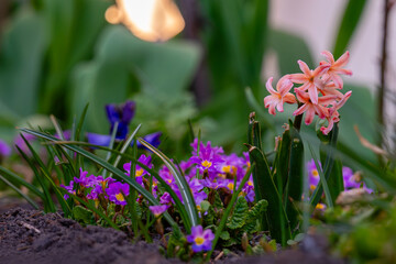 spring flowers