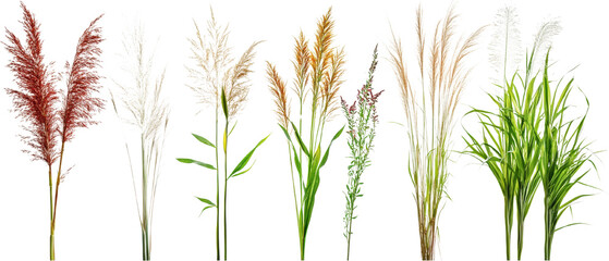 Assortment of ornamental grasses adds natural touch with a transparent background for creative projects