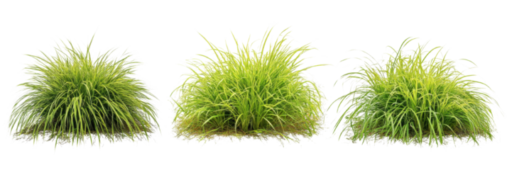 Ornamental grass clumps arranged with seamless transparency for landscaping design mockups
