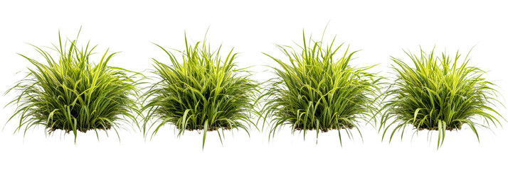 Ornamental grass clumps on a transparent layer, ideal for landscape design projects or digital compositing works