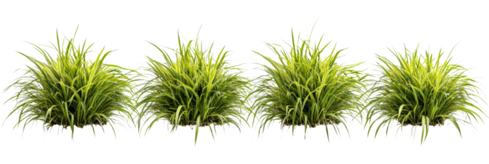 Ornamental grass clumps on a transparent layer, ideal for landscape design projects or digital compositing works
