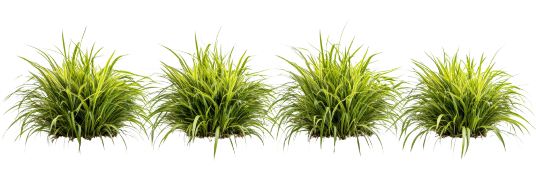 Ornamental grass clumps on a transparent layer, ideal for landscape design projects or digital compositing works