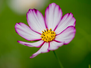 Obraz premium 秋の公園や花壇を彩るコスモスのある風景。自然風景素材。