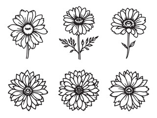 Elegant Calendula Flower Hand Drawn Line Art Design 
