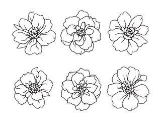Elegant Camellia Blossom in Intricate Line Art Design