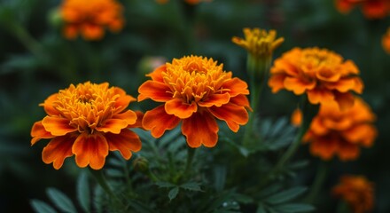 Vibrant marigolds bloom, showcasing their delicate petals in the garden
