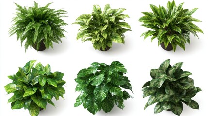 Obraz premium Overhead View of Six Potted Plants with Varied Green and Yellow Foliage