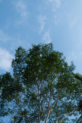 An Albizia chinensis tree with lush green leaves forming a natural canopy under the bright blue sky.