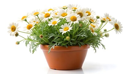 Obraz premium Anthemis Argyranthemum frutescens end pot on a white​ ​background