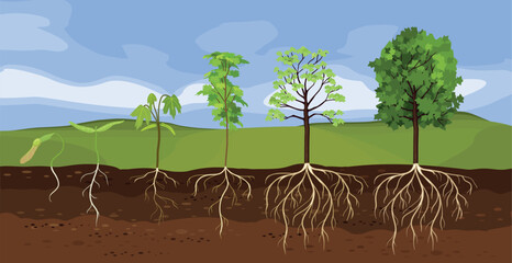 Summer landscape with life cycle of maple tree (Acer platanoides). Growth stages from samara fruit and sprout to old tree with root system and green crown